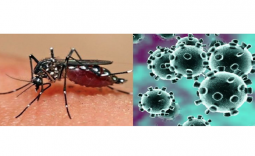 Vai Trò Của Test Nhanh Kháng Nguyên Trong Bệnh Sốt Xuất Huyết Dengue